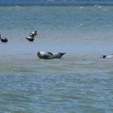 Moewennest Apartman Dornumersiel