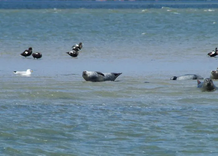 Moewennest Lejlighed Dornumersiel